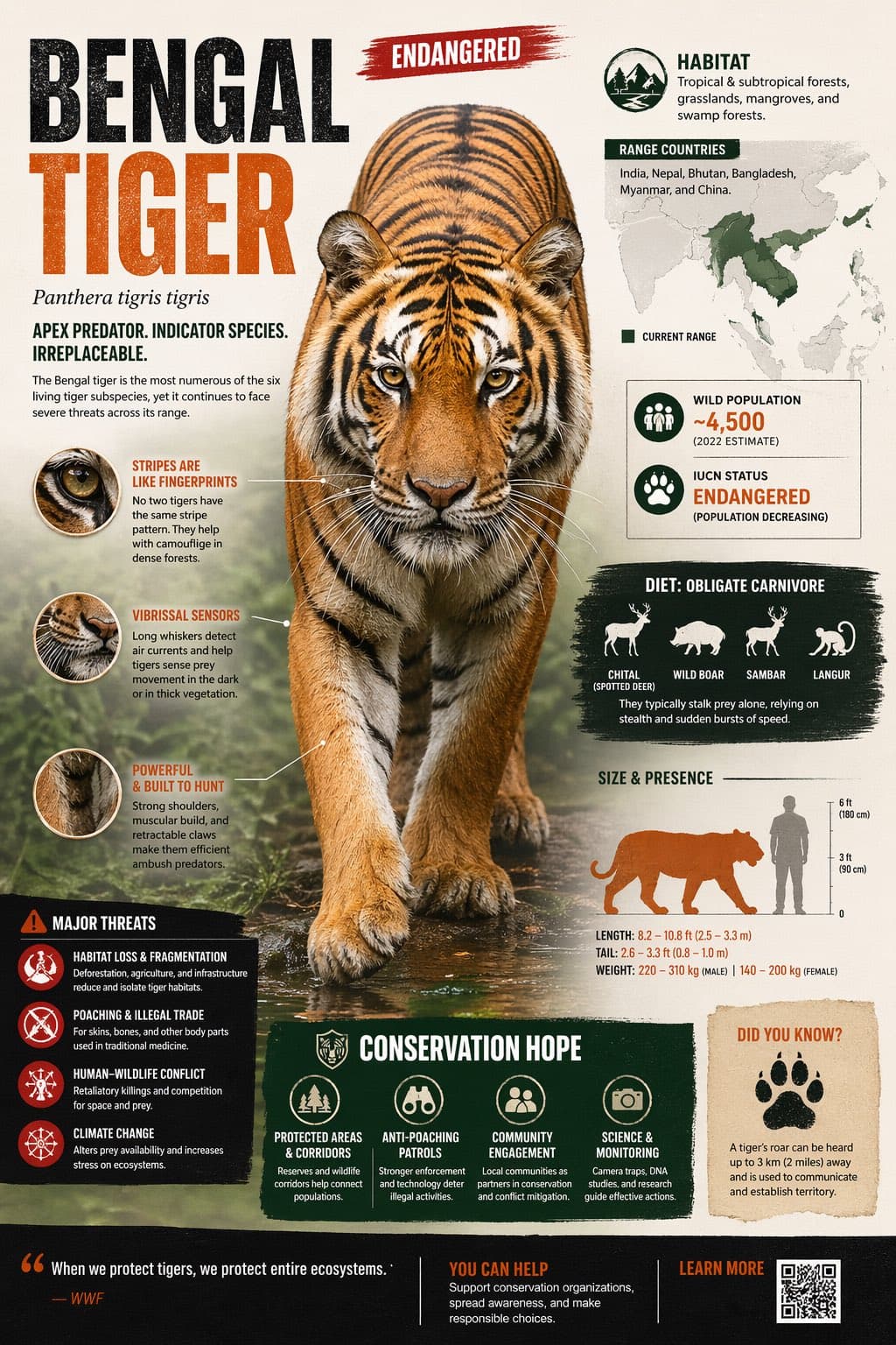Create a visually rich infographic about an endangered anima