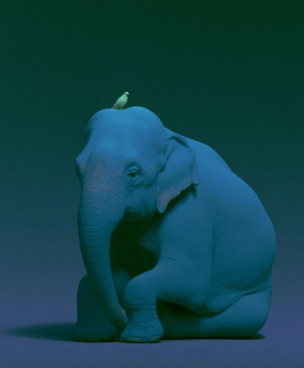plan large gros éléphant assis avec petit oiseau sur la tête