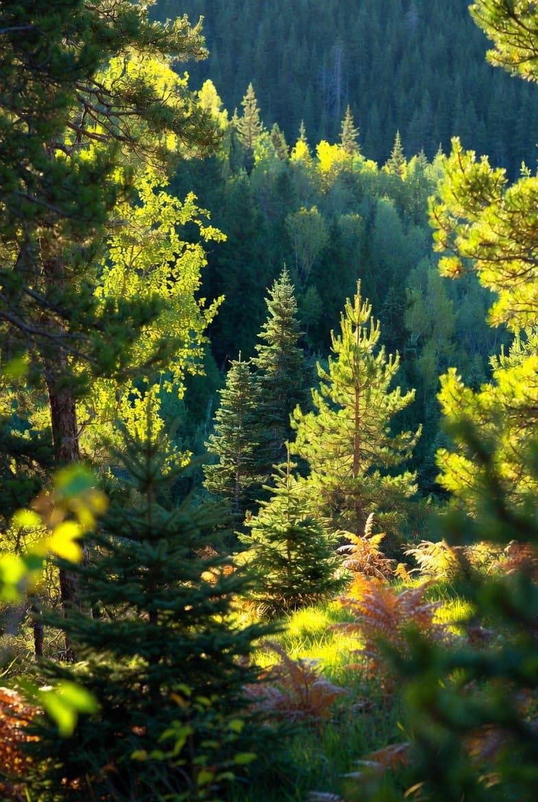 {
"prompt": "breathtaking serene forest at golden hour, su